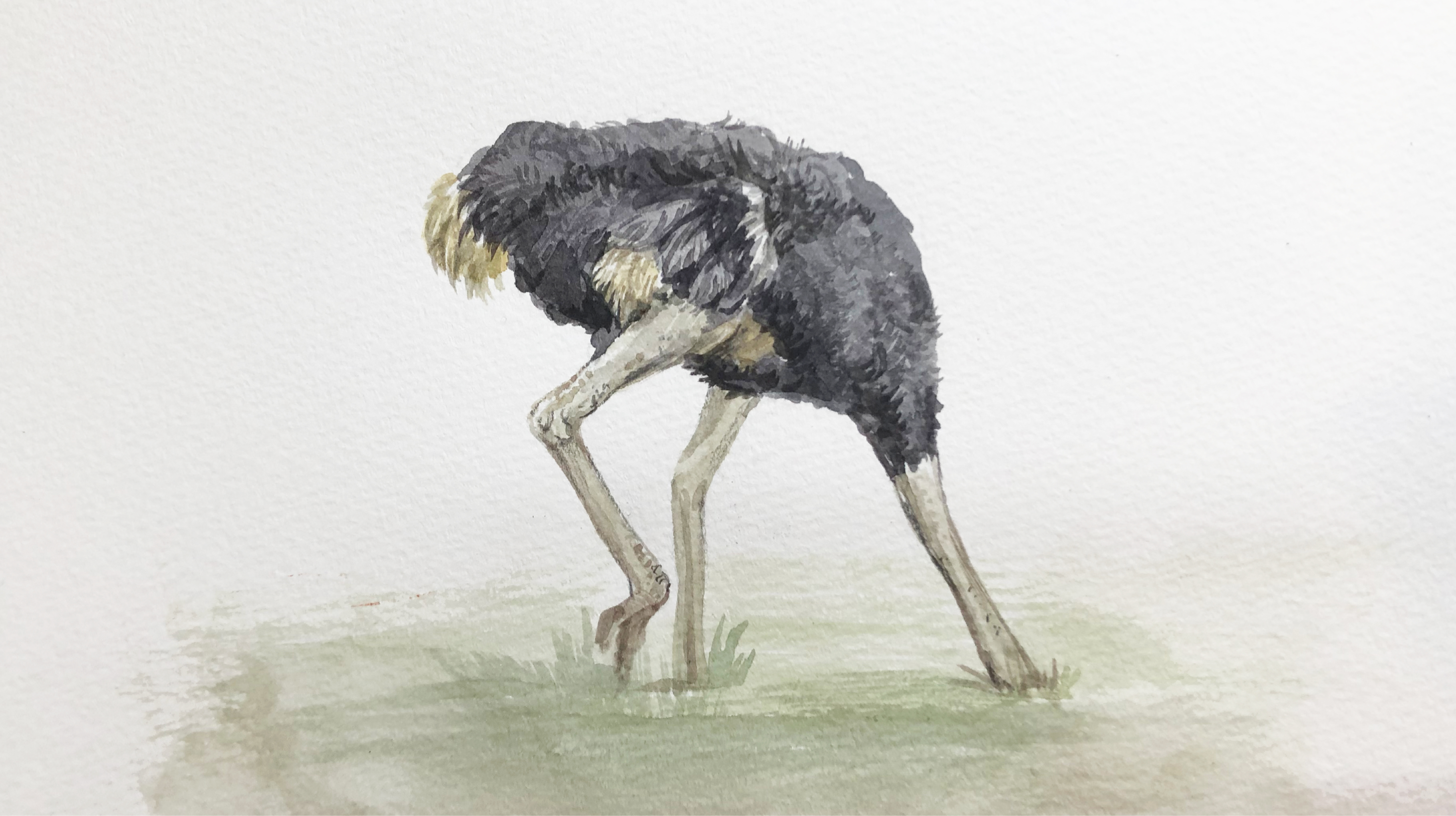 repetition ostrich-01.jpg